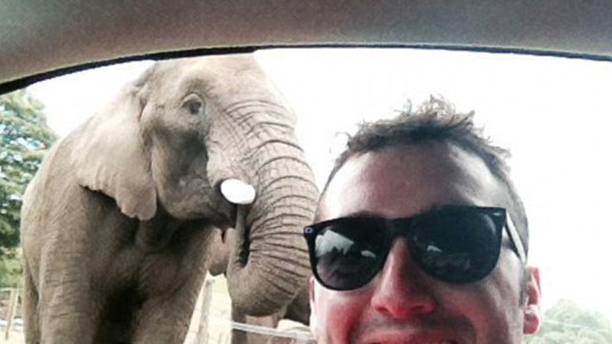 Scott Brierley älskar elefantselfien.